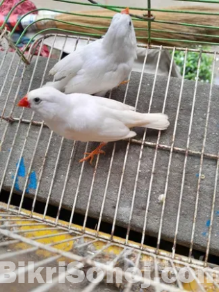 ফিন্স পাখি